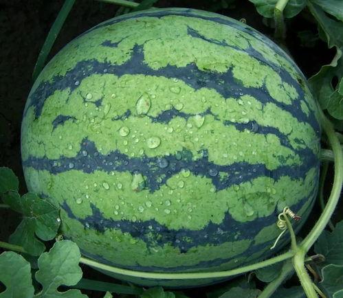 655fun热门大瓜黑料反差,揭秘明星黑料与反差魅力