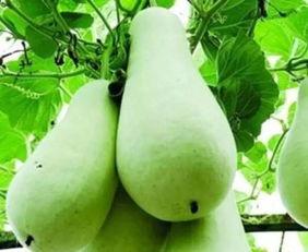 新发地今日苦瓠瓜价格,市场动态揭秘”