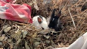 黑兔吃瓜,黑兔的瓜田奇遇记