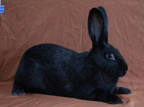 黑兔吃瓜,黑兔的瓜田奇遇记