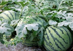 河南小吊瓜西瓜今日价,价格行情一览”