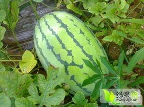 河南小吊瓜西瓜今日价,价格行情一览”