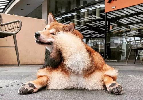 黑柴吃瓜,揭秘娱乐圈的幕后故事