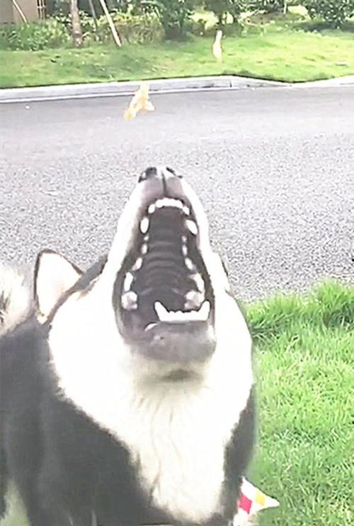 黑柴吃瓜,揭秘娱乐圈的幕后故事