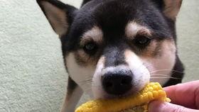 黑柴吃瓜,揭秘娱乐圈的幕后故事