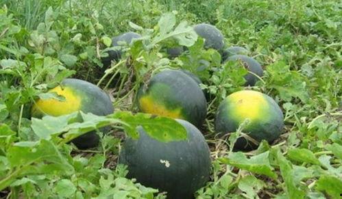 吃瓜八卦黑历史曝光图,吃瓜群众背后的黑历史曝光图大揭秘