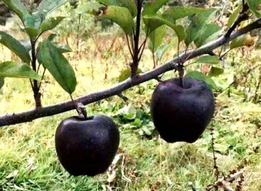 吃瓜的黑苹果,探寻科技与美食的跨界传奇