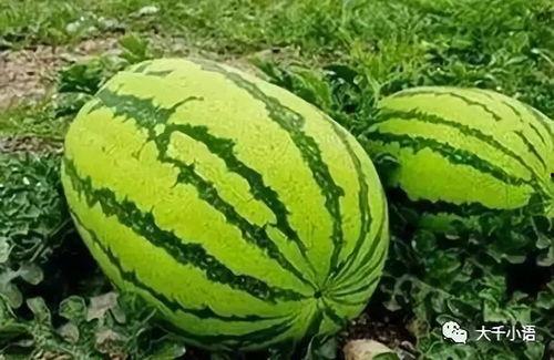 今日吃什么瓜最好吃图片,揭秘最佳“吃瓜”选择