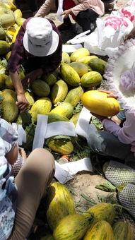 山东哈密瓜产地今日行情,甜蜜丰收，价格稳中有升