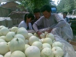 今日甜王瓜价格行情,价格波动背后的市场动态解析