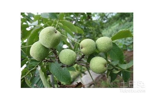 小吊瓜产地今日行情最新,今日最新动态解析”