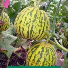 今日瓜报热门瓜报,热门瓜报盘点，揭秘娱乐圈最新动态