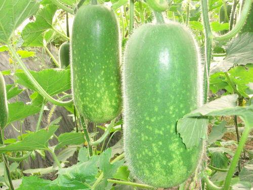 高中生网络热门大瓜,校园风云再起