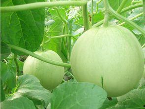 热门大瓜有什么电影名字,揭秘热门电影背后的秘密与惊喜