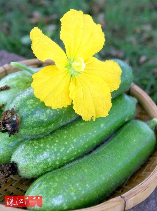 黑瓜吃瓜都有哪些,揭秘娱乐圈的幕后故事与热点事件