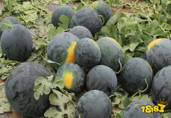 黑瓜吃瓜都有哪些,揭秘娱乐圈的幕后故事与热点事件