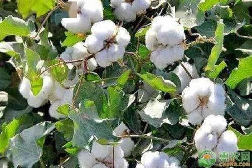 瓜州今日棉花价格,市场波动下的行情解析