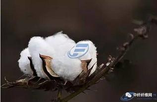 瓜州今日棉花价格,市场波动下的行情解析