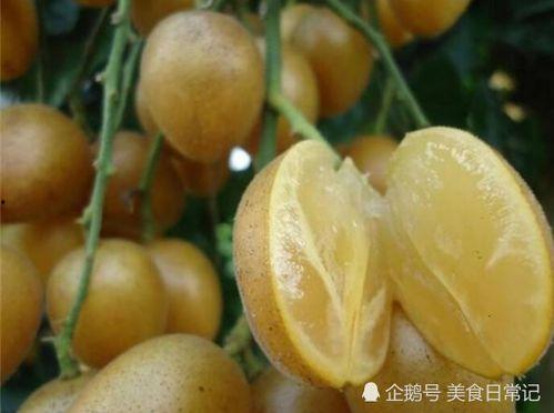 黄皮吃瓜直播热门,揭秘娱乐圈幕后风云