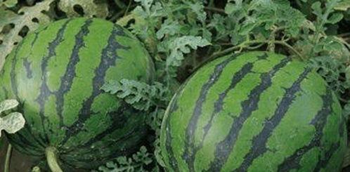 瓜农吃瓜黑料,揭秘背后真相与争议