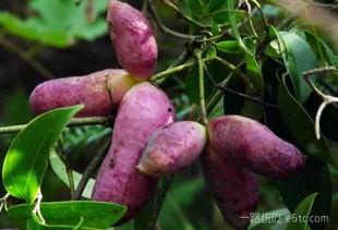 黑老虎八月瓜一起吃,养生美食新体验”