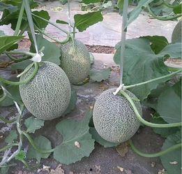 哈密瓜安徽价格今日价,新鲜上市，价格亲民！”