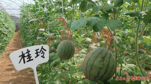 南宁近期热门吃瓜事件,最新“瓜王”事件揭秘，网友热议不断！