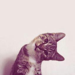 黑料吃瓜网在线观看喵小吉,黑料吃瓜网独家揭秘，带你领略网络红人的真实生活