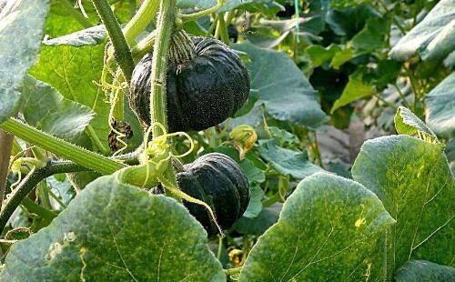 瓜黑椿可以吃,探寻美味与营养的完美结合