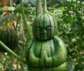 贵阳吃瓜爆料事件真相是真的吗,真相揭秘