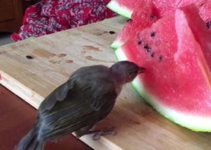 带你吃瓜奇葩黑科技玩具,带你探索那些令人捧腹的“吃瓜”黑科技玩具