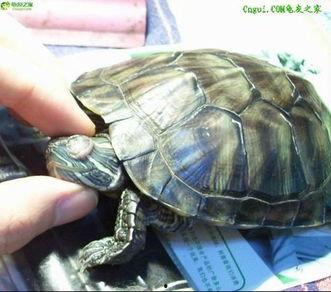 黑颈乌龟吃葫芦瓜吗,葫芦瓜会成为它们的美食吗？