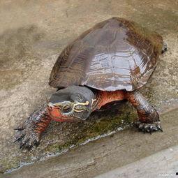黑颈乌龟吃葫芦瓜吗,葫芦瓜会成为它们的美食吗？