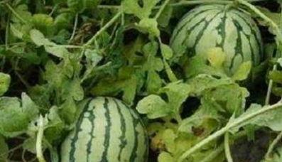 海南路边种的黑瓜可以吃吗,美味可口的天然零食