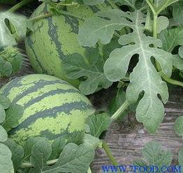 保定吊瓜今日价格行情,波动与趋势分析