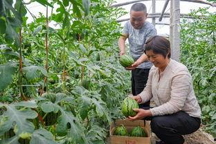 漯河吊瓜今日价格行情,涨跌波动，市场动态一览