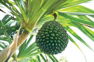 惠州今日吊瓜价格表,市场行情一览