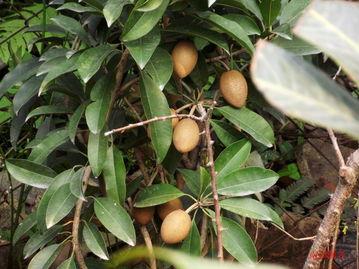 惠州今日吊瓜价格表,市场行情一览