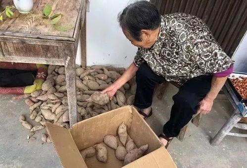 全家搬凳子吃瓜真千金又爆料了,真千金再爆惊人内幕！