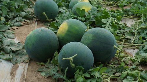 黑瓜怎么吃最好,解锁最佳食用技巧