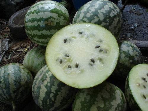 绿宝瓜今日价格表最新,今日最新行情一览