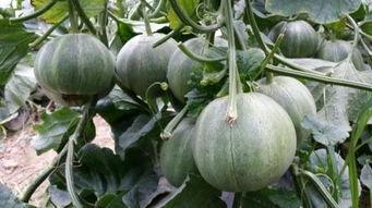 绿宝瓜今日价格表最新,今日最新行情一览