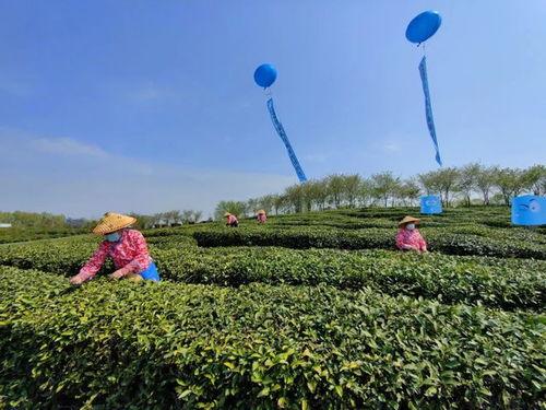 今日范湖有开园瓜吗,新鲜瓜果等你来尝！