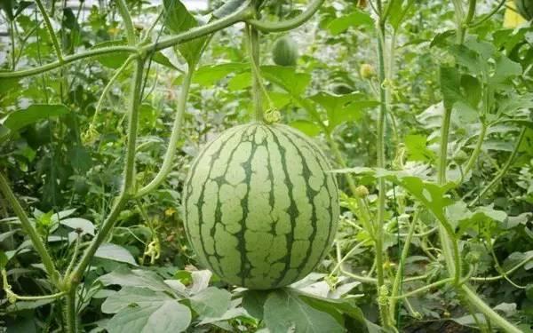 i51吃瓜热门,揭秘娱乐圈最新热点事件