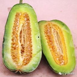 蜜瓜热门音乐有哪些名字,盘点夏日炎炎中的清凉旋律