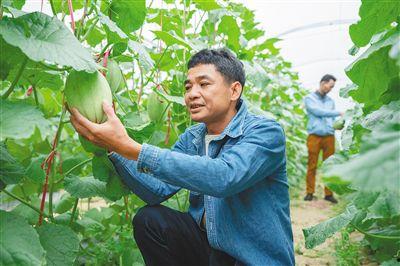 今日佛罗哈密瓜行情,价格波动与市场趋势分析