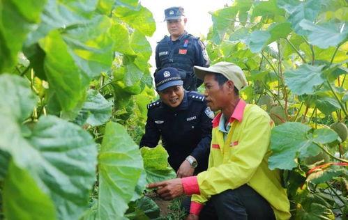 今日佛罗哈密瓜行情,价格波动与市场趋势分析
