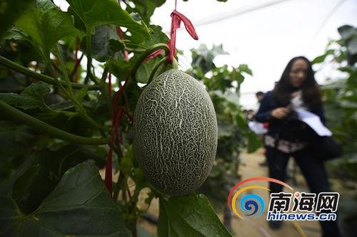 今日佛罗哈密瓜行情,价格波动与市场趋势分析