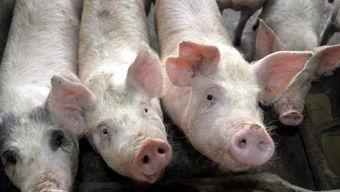 甘肃酒泉瓜州今日猪价,行情稳定，供需平衡