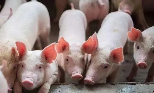 甘肃酒泉瓜州今日猪价,行情稳定，供需平衡